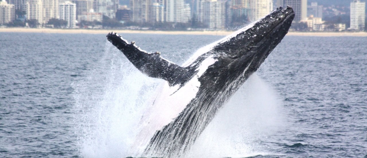 Foto: Humpbacks & High-rises